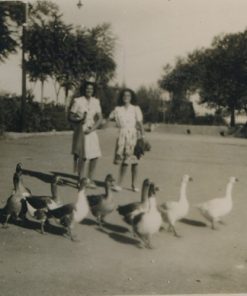 Ducks on the Way to the Park, Aleppo, Syria